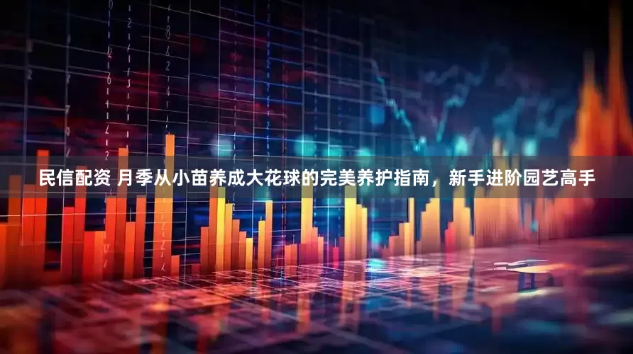 民信配资 月季从小苗养成大花球的完美养护指南，新手进阶园艺高手